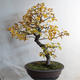 Outdoor bonsai - Asian maple - Acer negundo - 3/4