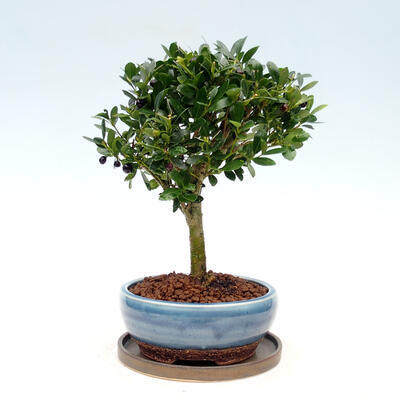 Indoor bonsai with a saucer - Ilex crenata - Holly - 3