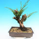 Yamadori Juniperus chinensis - juniper - 3/6