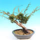 Yamadori Juniperus chinensis - juniper - 3/5