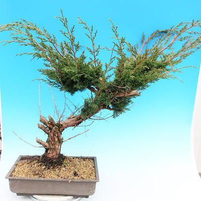 Yamadori Juniperus chinensis - juniper - 3