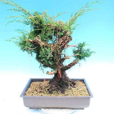 Yamadori Juniperus chinensis - juniper - 3