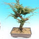 Yamadori Juniperus chinensis - juniper - 3/6
