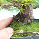 Pinus thunbergii - Thunbergova Pine - 3/5