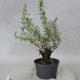 Outdoor bonsai - Satureja mountain - Satureja montana - 3/6