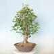 Outdoor bonsai - Jinan biloba - Ginkgo biloba - 3/4