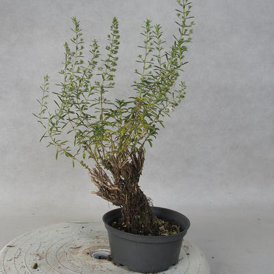 Outdoor bonsai - Satureja mountain - Satureja montana - 3
