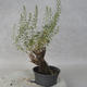 Outdoor bonsai - Satureja mountain - Satureja montana - 3/6