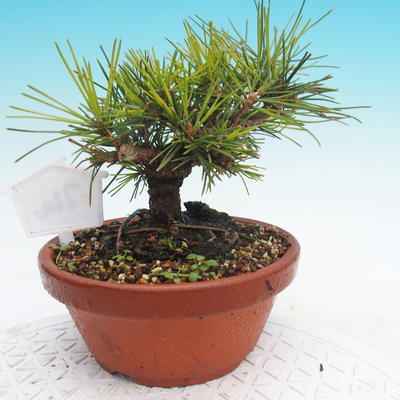 Pinus thunbergii - Thunbergova Pine - 3