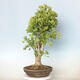 Outdoor bonsai - Jinan biloba - Ginkgo biloba - 3/3