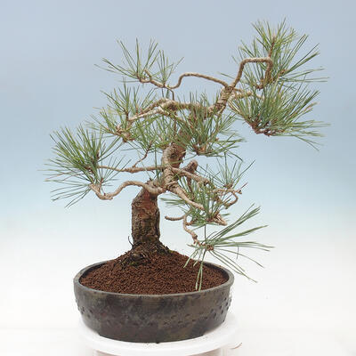 Outdoor bonsai - Pinus sylvestris Watereri - Scots Pine - 3