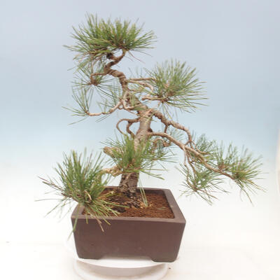 Outdoor bonsai - Pinus sylvestris Watereri - Scots Pine - 3