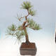 Outdoor bonsai - Pinus sylvestris Watereri - Scots Pine - 3/5
