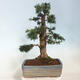 Outdoor bonsai - Taxus cuspidata - Japanese yew - 3/6