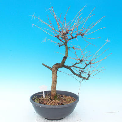 Outdoor bonsai - Larix decidua - 3