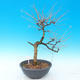 Outdoor bonsai - Larix decidua - 3/4