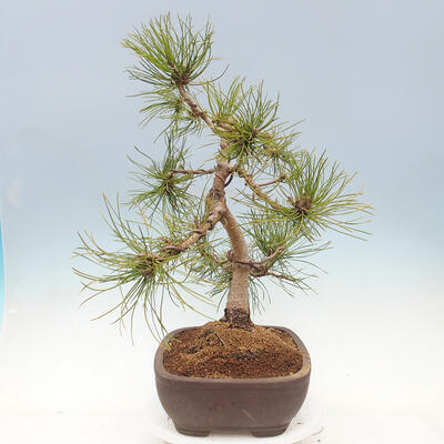 Outdoor bonsai - Pinus mugo - Pine Kneeling - 3