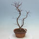 Outdoor bonsai - Maple palmatum DESHOJO - Maple palmate - 3/5