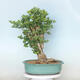 Outdoor bonsai - Jinan biloba - Ginkgo biloba - 3/4