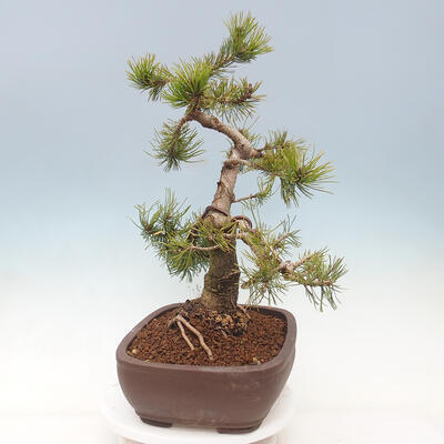 Outdoor bonsai - Pinus mugo - Pine Kneeling - 3