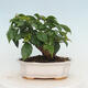 Indoor bonsai - Bouganwilea - 3/7