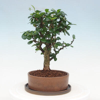 Indoor bonsai with saucer - Carmona macrophylla - Fuki tea - 3