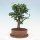 Indoor bonsai with saucer - Carmona macrophylla - Fuki tea - 3/7