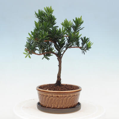 Indoor bonsai with a saucer - Podocarpus - Stone yew - 3