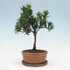 Indoor bonsai with a saucer - Podocarpus - Stone yew - 3/4