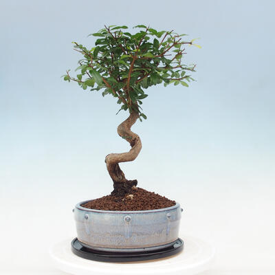 Indoor bonsai with a saucer - Australian cherry - Eugenia uniflora - 3