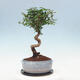 Indoor bonsai with a saucer - Australian cherry - Eugenia uniflora - 3/4