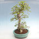 Outdoor bonsai -Carpinus CARPINOIDES - Korean Hornbeam VB2020-566 - 3/5