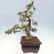 Outdoor bonsai - Pinus mugo - Pine Kneeling - 3/5