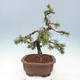 Outdoor bonsai - Pinus mugo - Pine Kneeling - 3/4