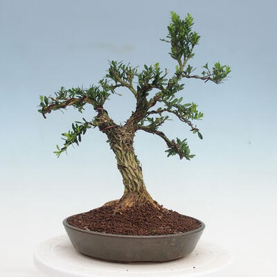 Indoor bonsai - Buxus harlandii - Cork boxwood - 3