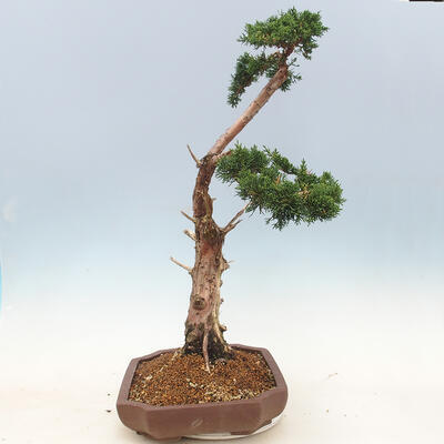 Outdoor bonsai - Juniperus chinensis - Chinese juniper - 3