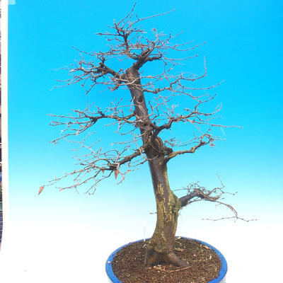 Outdoor bonsai - Common carp - Carpinus carpinoides - 3