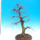 Outdoor bonsai - Common carp - Carpinus carpinoides - 3/4