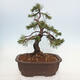 Outdoor bonsai - Pinus mugo - Pine Kneeling - 3/5