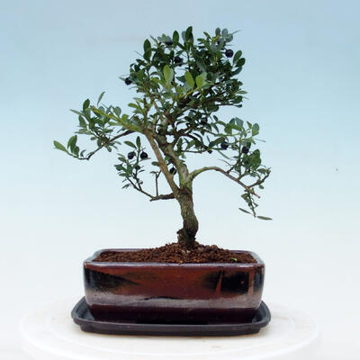 Indoor bonsai with a saucer - Ilex crenata - Holly - 3