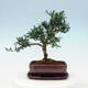 Indoor bonsai with a saucer - Ilex crenata - Holly - 3/6