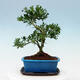 Indoor bonsai with a saucer - Ilex crenata - Holly - 3/6