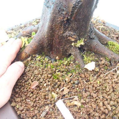 Outdoor bonsai - Common carp - Carpinus carpinoides - 3