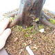 Outdoor bonsai - Common carp - Carpinus carpinoides - 3/3