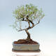 Indoor bonsai - Serissa foetida Variegata - Tree of a thousand stars - 3/4