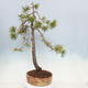 Outdoor bonsai - Pinus sylvestris - Scots pine - 3/5
