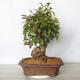 Outdoor bonsai - Pinus sylvestris Watereri - Scots Pine - 3/5