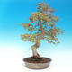 Outdoor bonsai - Acer pamnatum - Japanese maple - 3/5