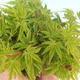 Outdoor bonsai - Acer palmatum SHISHIGASHIRA- Small-leaved maple - 3/3