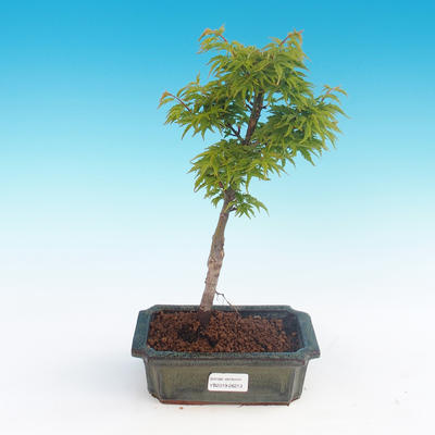Outdoor bonsai - Acer palmatum SHISHIGASHIRA- Lesser maple - 3